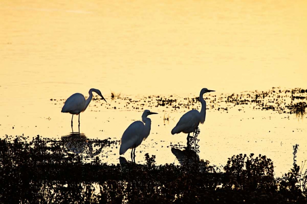 Art Print: Egrets in the Sunrise I