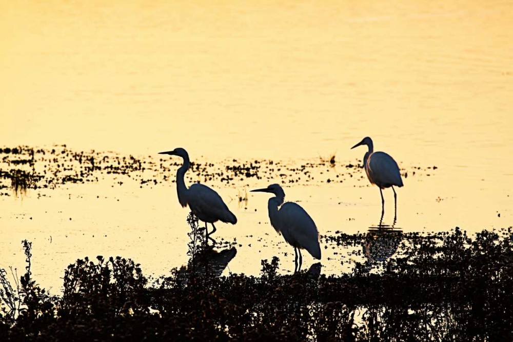 Art Print: Egrets in the Sunrise II