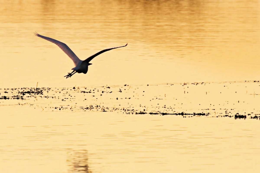 Art Print: Egrets in the Sunrise IV