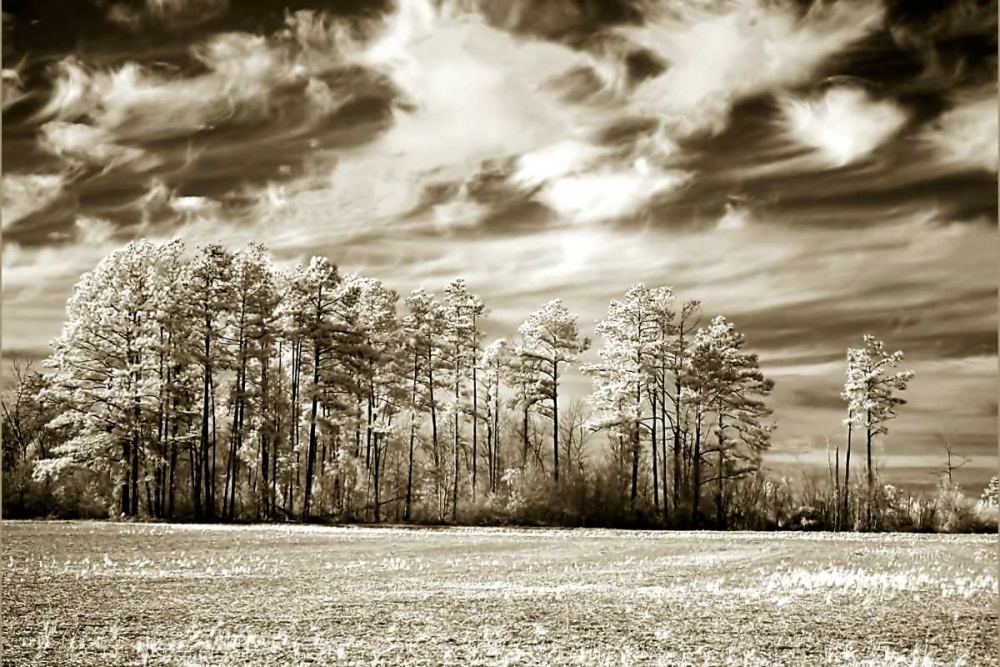 Wall art: Fallow Field, by Hausenflock, Alan