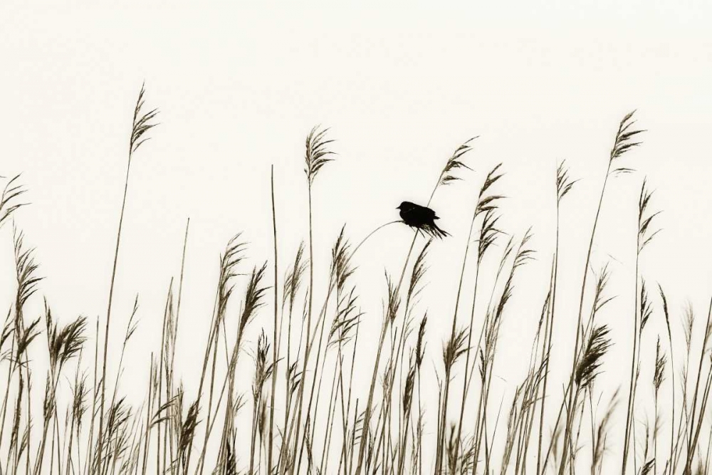 Wall Art Painting id:1193, Name: Bird in the Grass I, Artist: Hausenflock, Alan