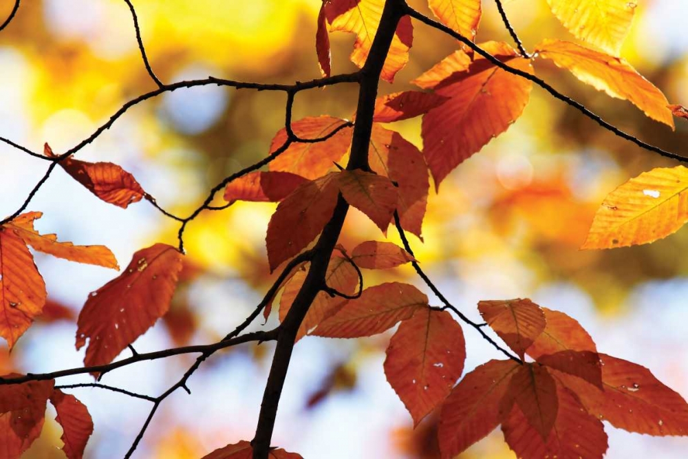 Wall Art Painting id:1213, Name: Autumn Leaves IV, Artist: Hausenflock, Alan