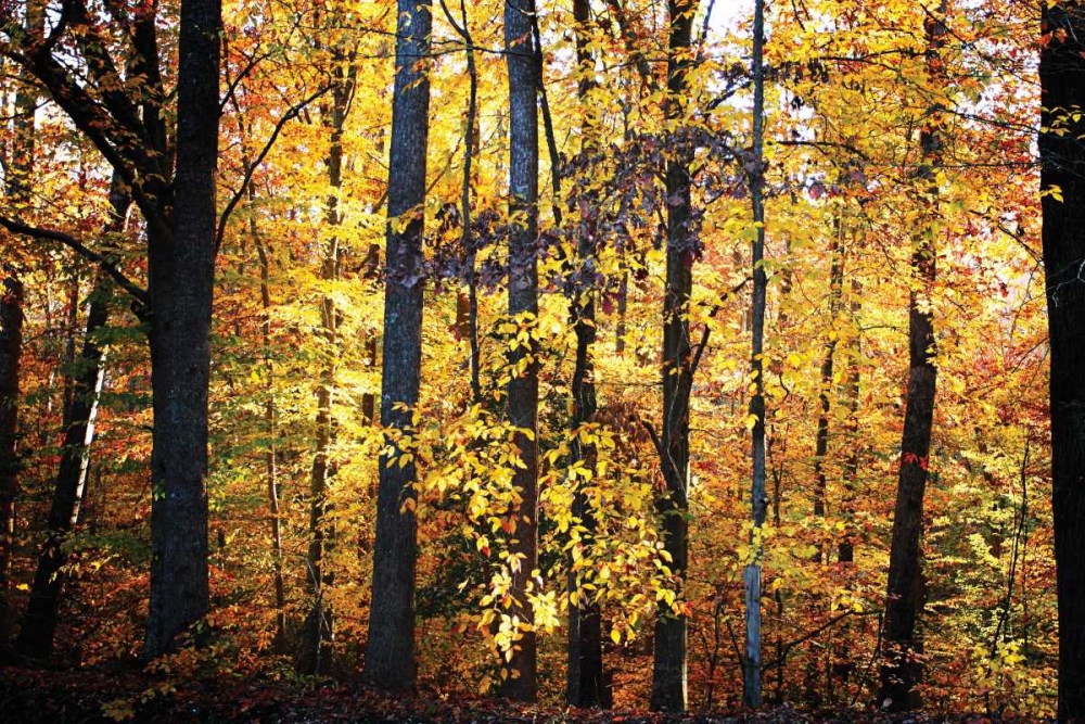 Similar wall art painting: 1217