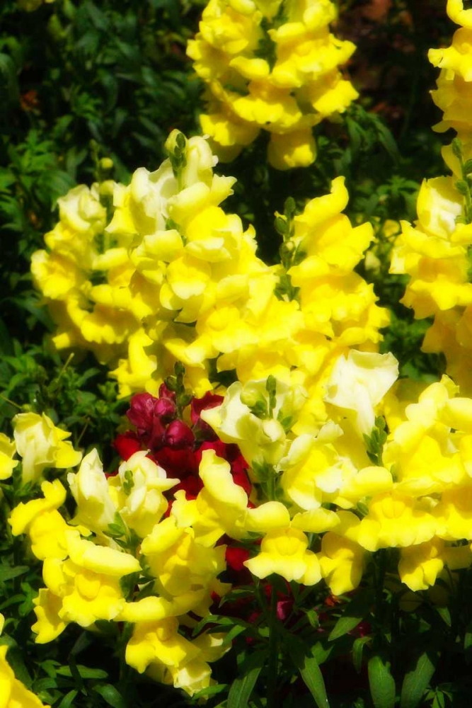 Wall Art Painting id:1264, Name: Garden Glory III, Artist: Hausenflock, Alan