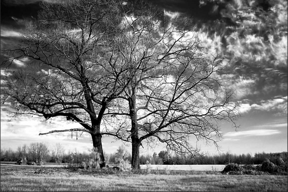 Wall art: Roseville Oaks, by Hausenflock, Alan
