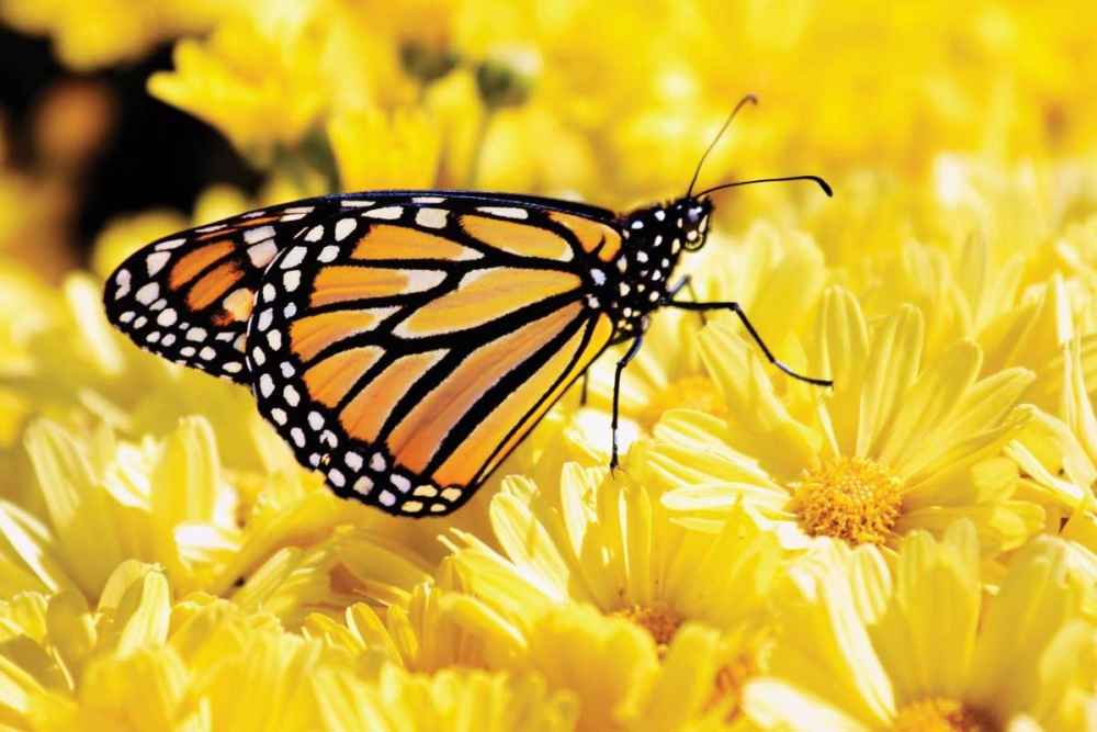 Art Print: Monarch on Chrysanthemums