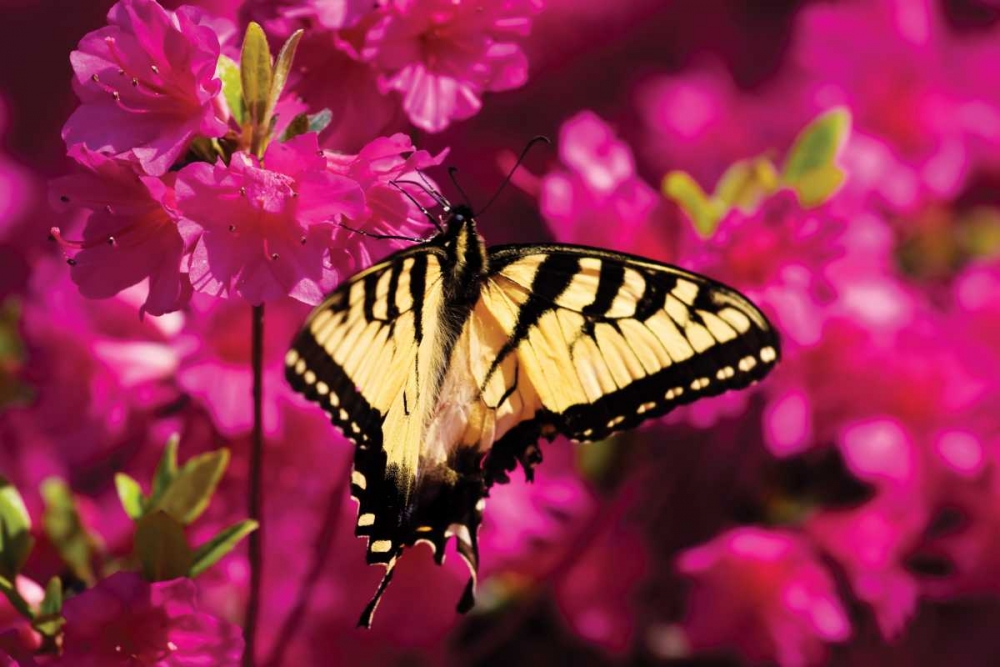 Art Print: Swallowtail on Azalea