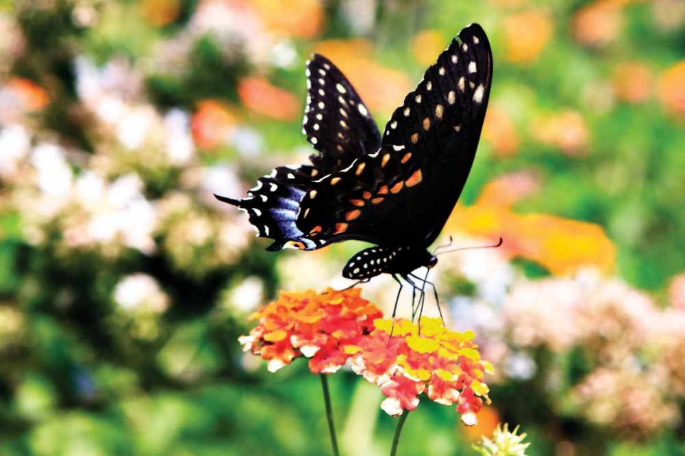 Art Print: Giant Swallowtail