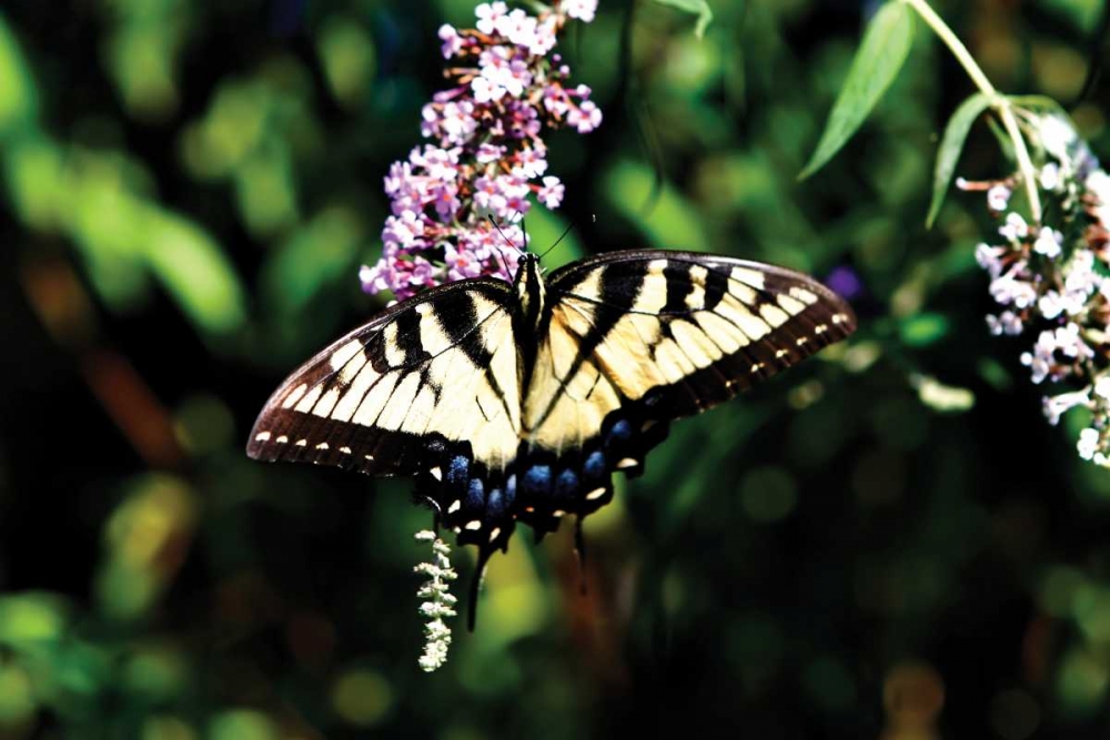 Art Print: Black Swallowtail I