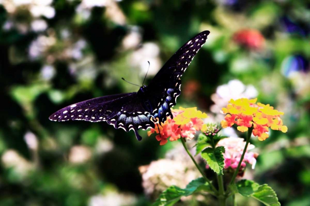 Art Print: Black Swallowtail II