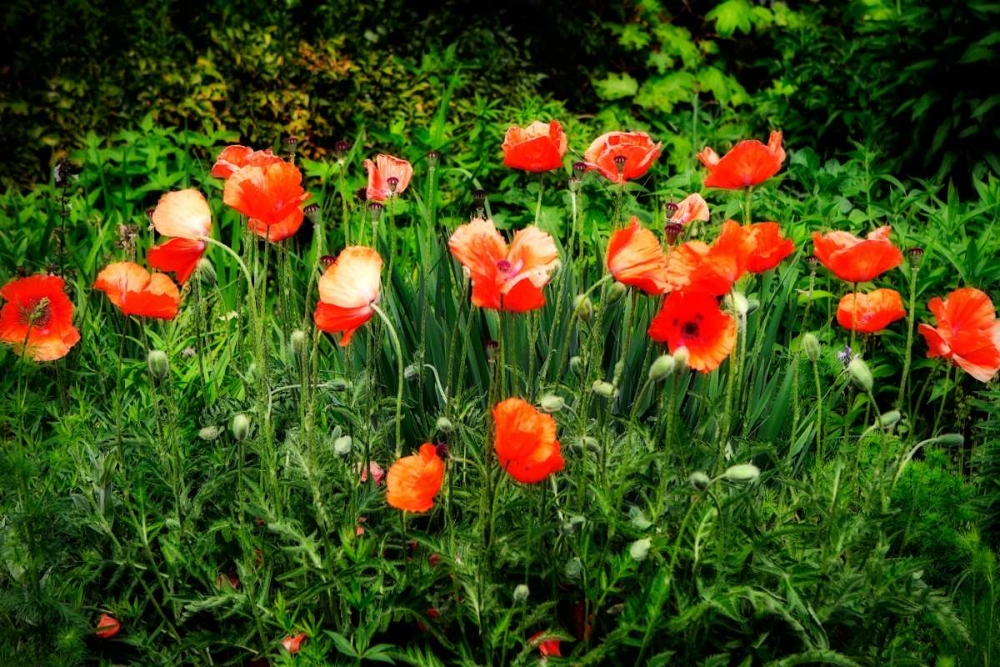 Wall Art Painting id:1319, Name: Poppies II, Artist: Hausenflock, Alan