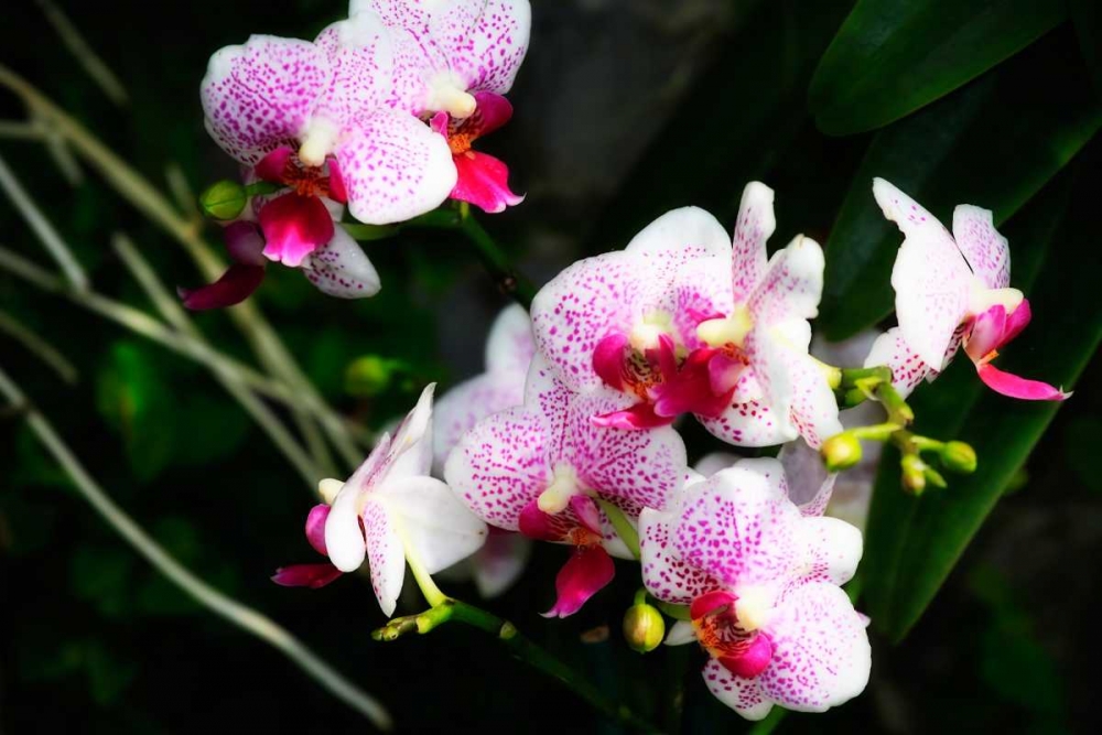 Wall Art Painting id:1329, Name: Pink Surprise I, Artist: Hausenflock, Alan