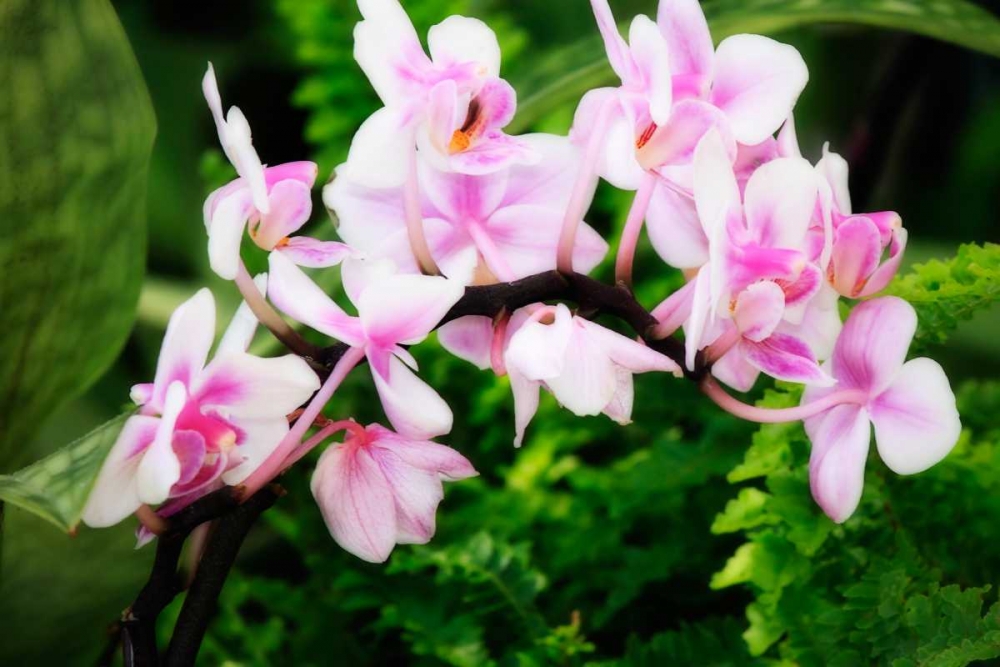 Wall Art Painting id:1330, Name: Pink Surprise II, Artist: Hausenflock, Alan