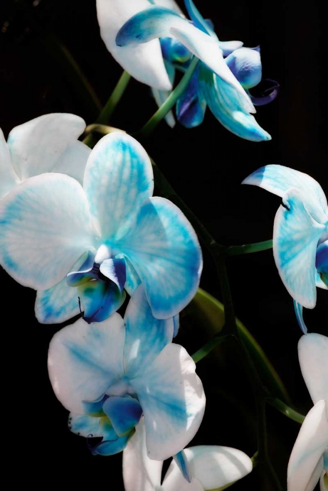 Wall Art Painting id:1336, Name: Blue Moth Orchids II, Artist: Hausenflock, Alan