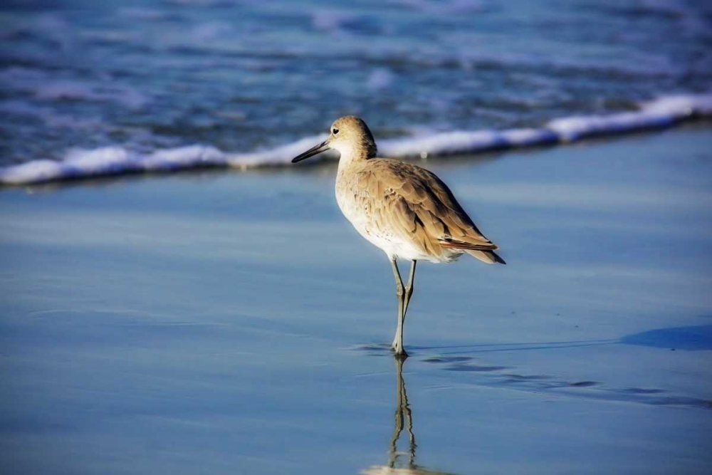 Wall Art Painting id:1372, Name: Sandpiper in the Surf I, Artist: Hausenflock, Alan