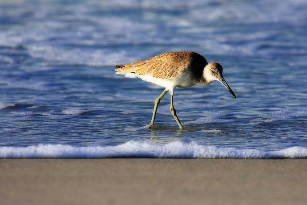 Wall Art Painting id:1375, Name: Sandpiper in the Surf IV, Artist: Hausenflock, Alan