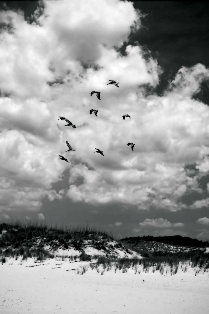 Art Print: Pelicans over Dunes V