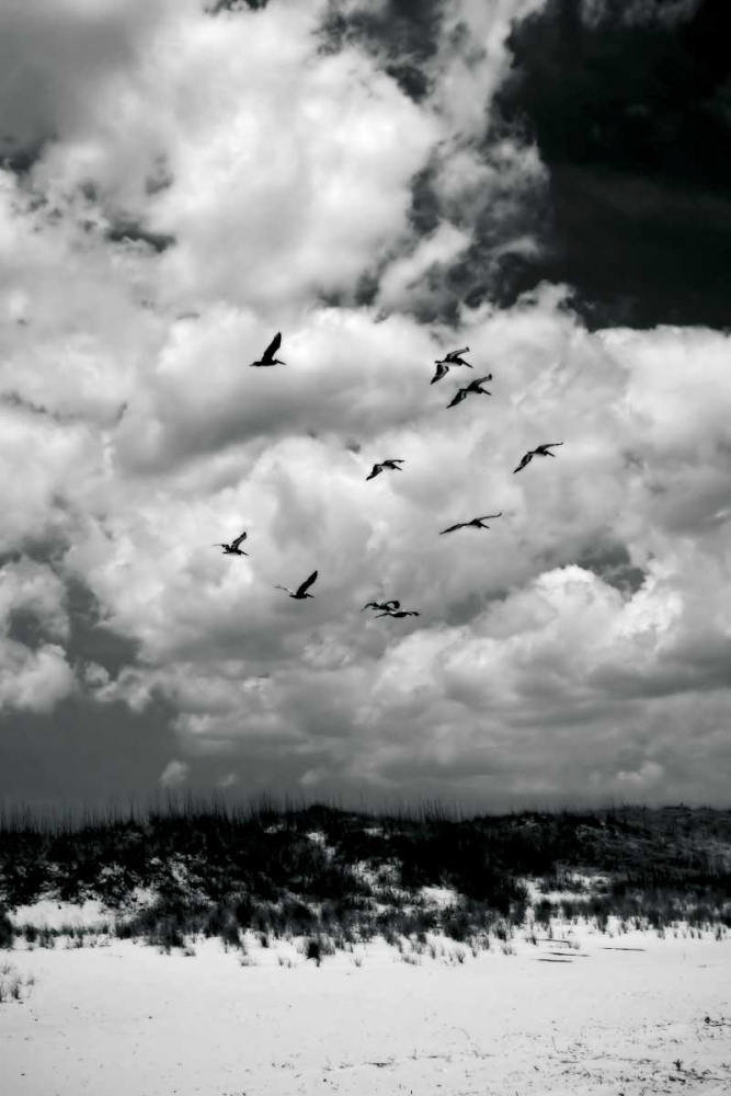 Art Print: Pelicans over Dunes VI
