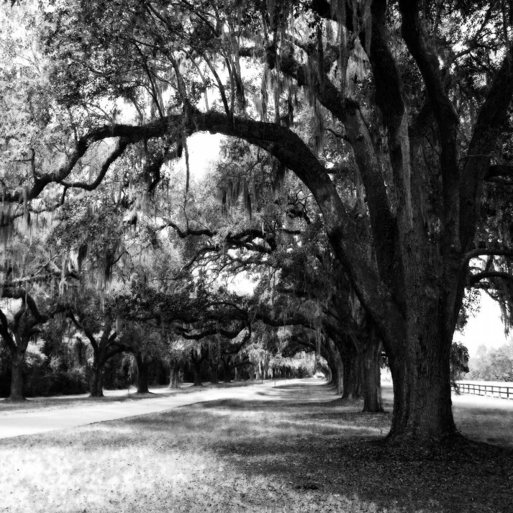 Art Print: Charleston Oaks Sq IX