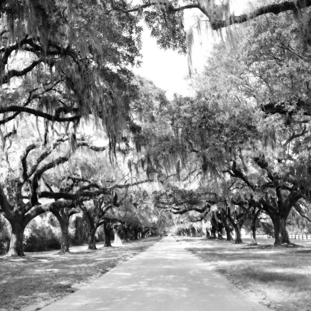 Art Print: Charleston Oaks Sq. X