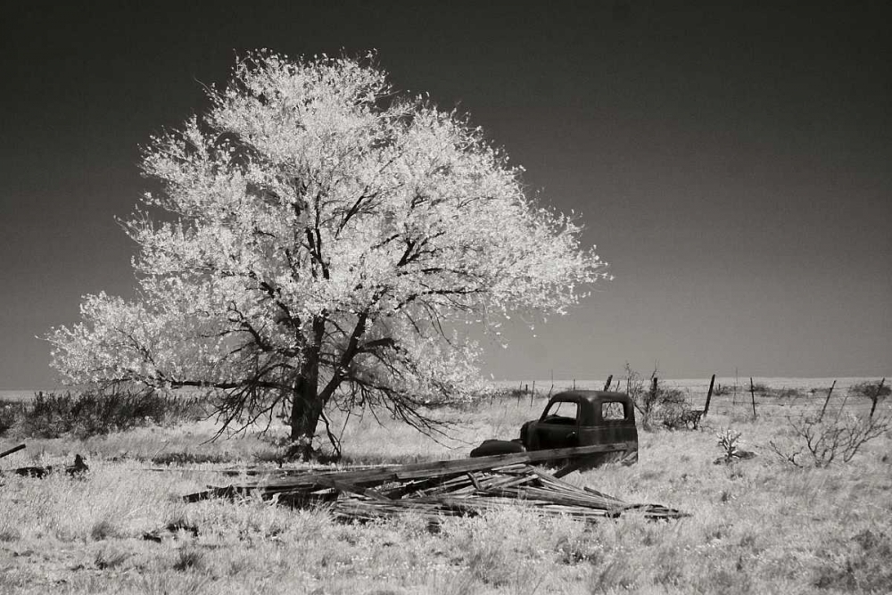 Art Print: Truck and Tree
