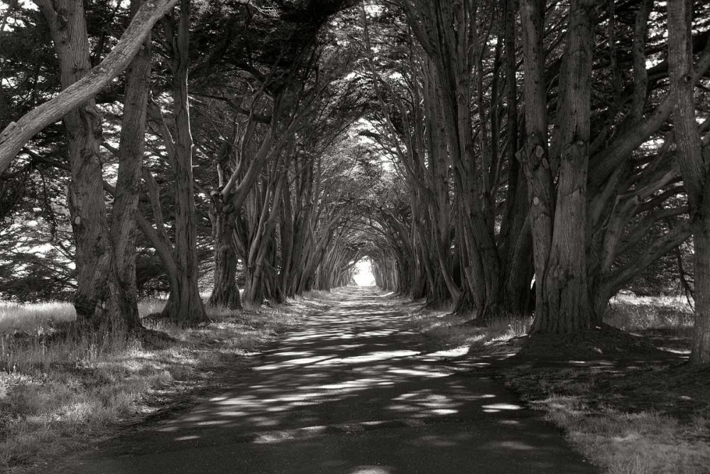 Art Print: Point Reyes II