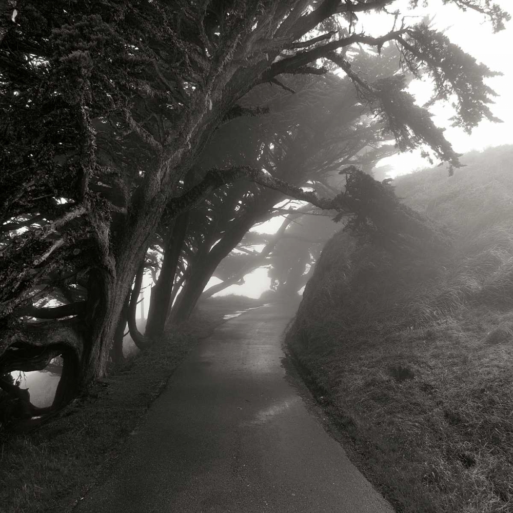 Art Print: Point Reyes III