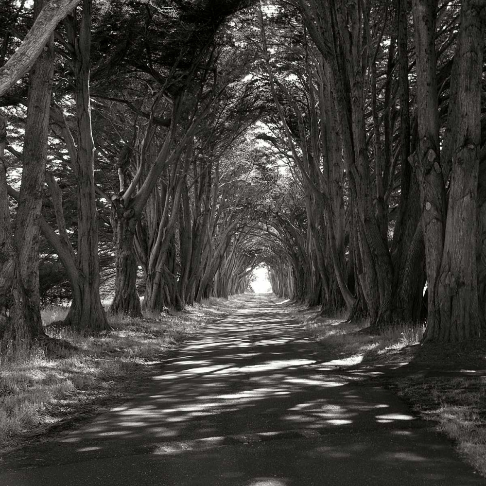 Art Print: Point Reyes IV