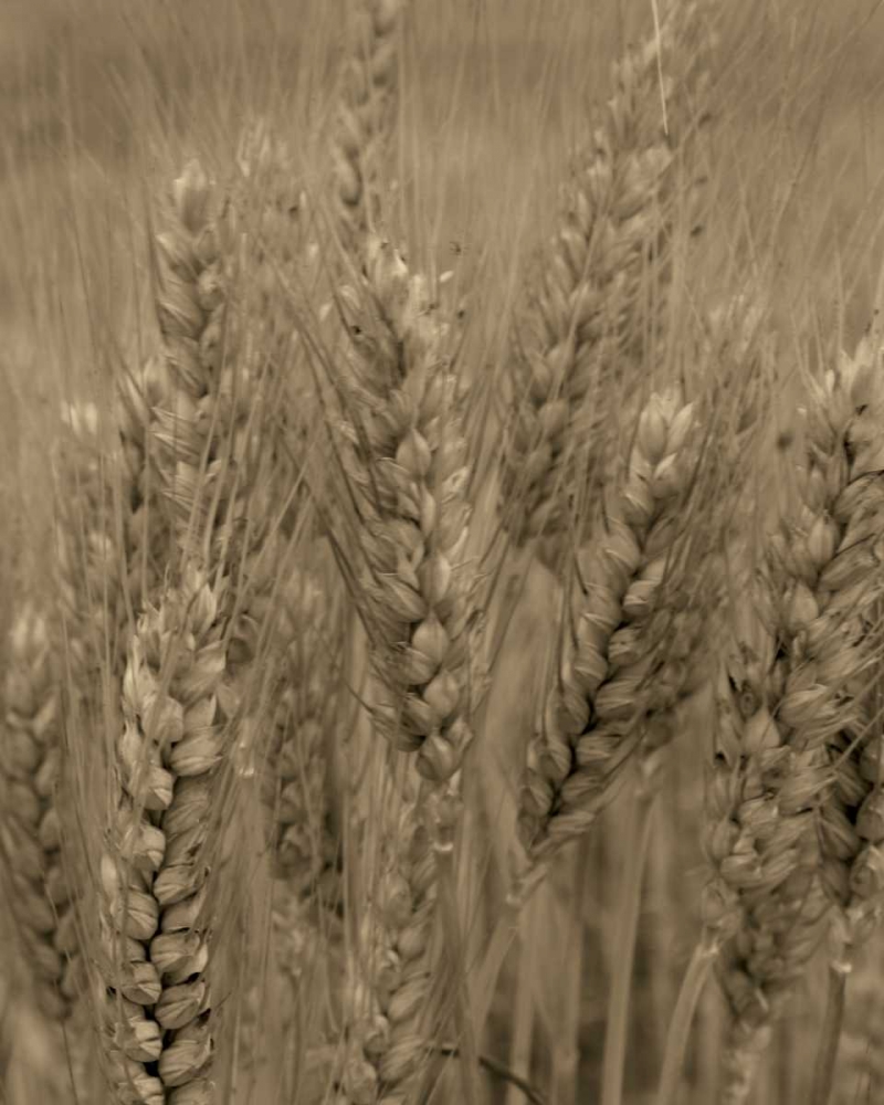 Wall art: Turning Grain V, by Larson, Scott