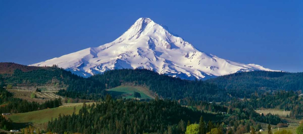 Art Print: Mt. Hood XI