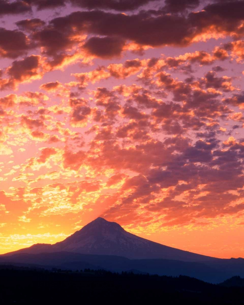 Art Print: Mt. Hood XXII