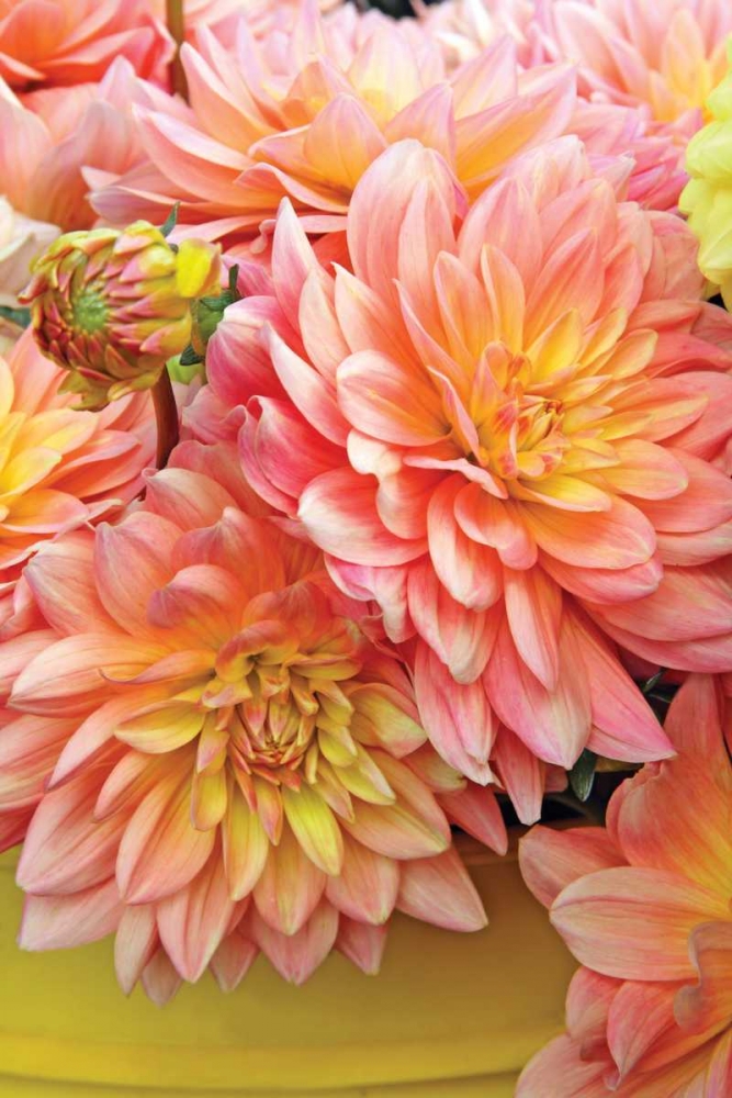 Wall Art Painting id:2267, Name: Spring Garden I, Artist: Love, Maureen