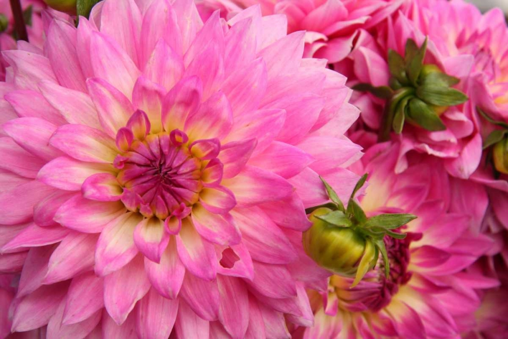 Wall Art Painting id:2268, Name: Spring Garden II, Artist: Love, Maureen