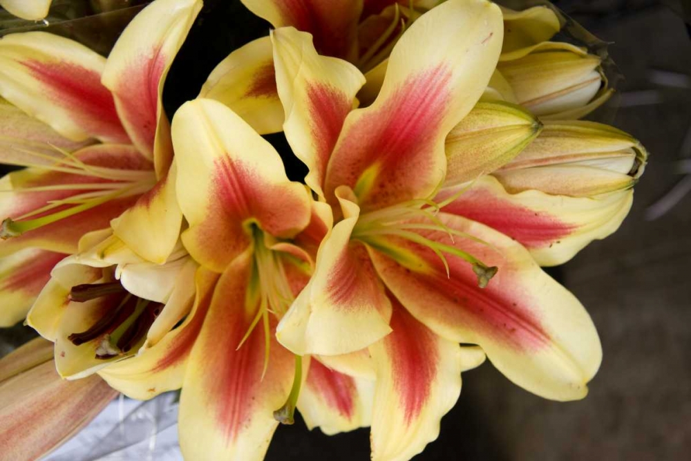 Wall Art Painting id:2281, Name: Vanilla Lily I, Artist: Love, Maureen