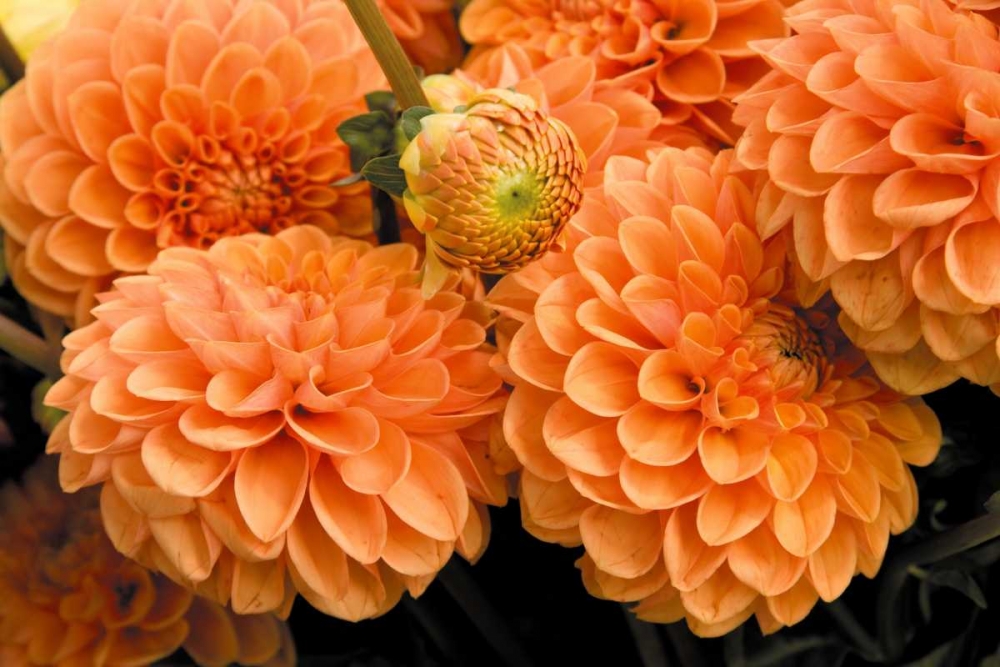 Wall Art Painting id:2282, Name: Peach Dalhia I, Artist: Love, Maureen