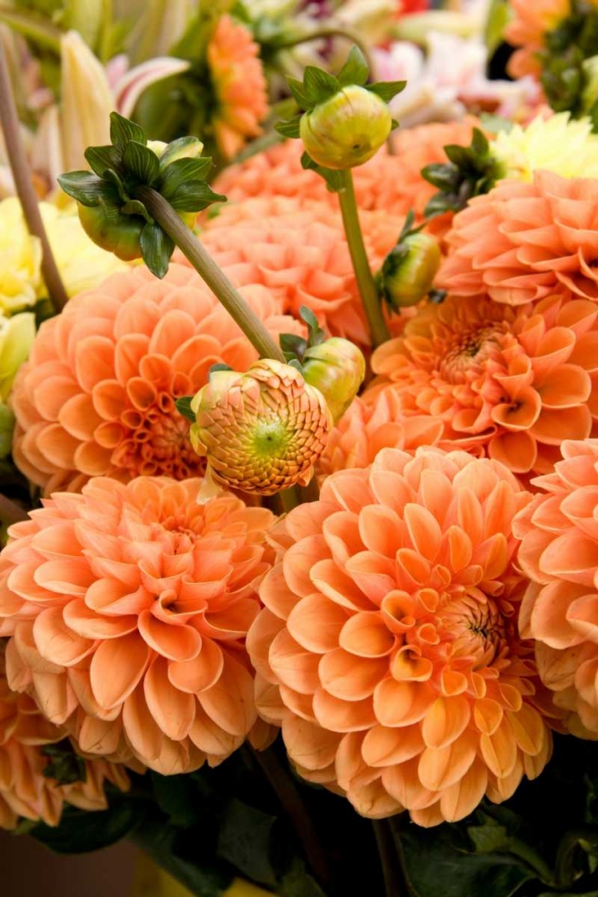 Wall Art Painting id:2283, Name: Peach Dalhia II, Artist: Love, Maureen