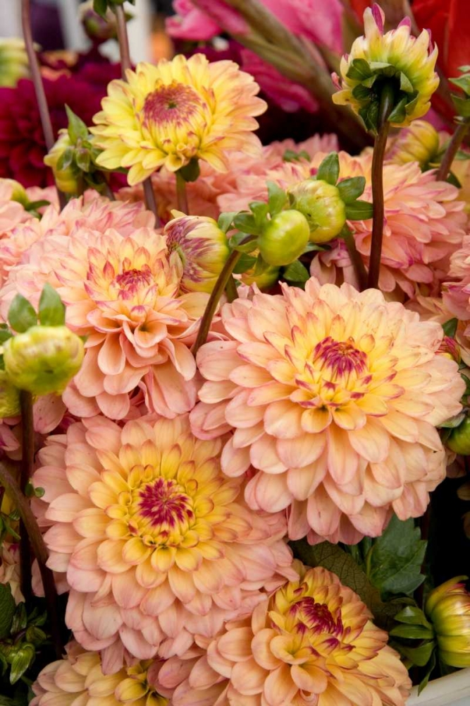 Wall Art Painting id:2284, Name: Mauve Dalhia I, Artist: Love, Maureen