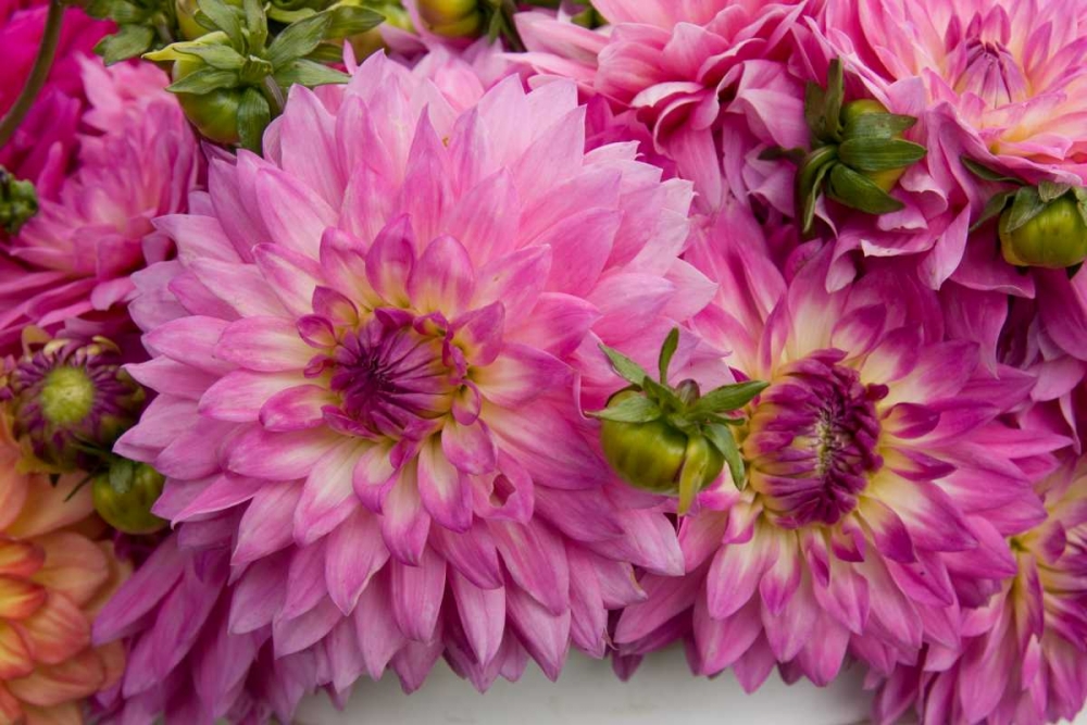 Wall Art Painting id:2285, Name: Purple Dalhia I, Artist: Love, Maureen