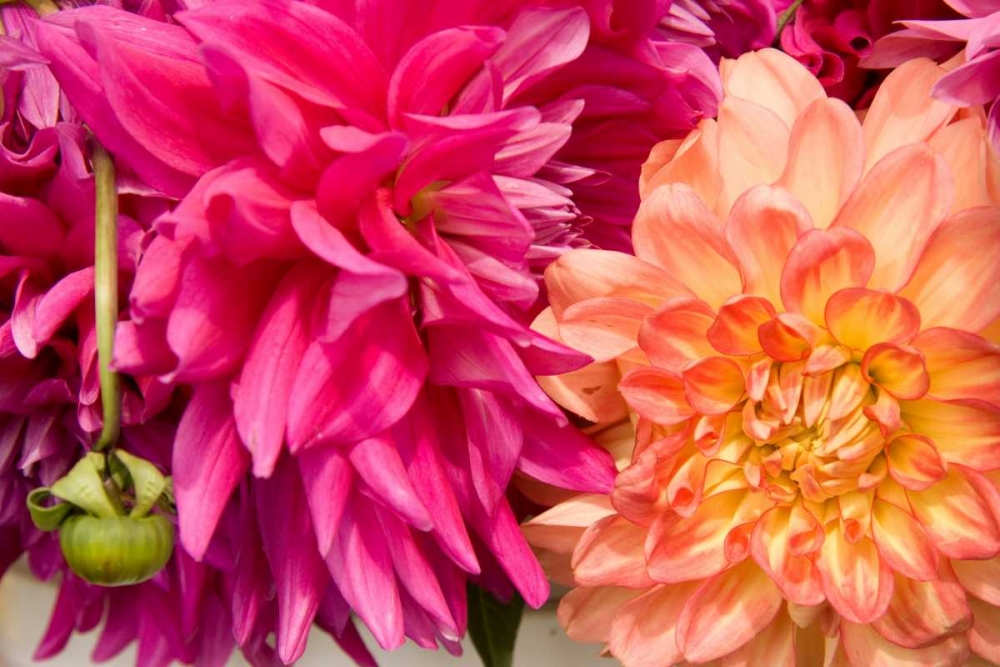 Wall Art Painting id:2286, Name: Fuschia Dalhia III, Artist: Love, Maureen