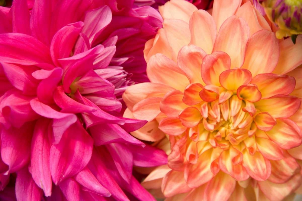 Wall Art Painting id:2287, Name: Fuschia Dalhia IV, Artist: Love, Maureen