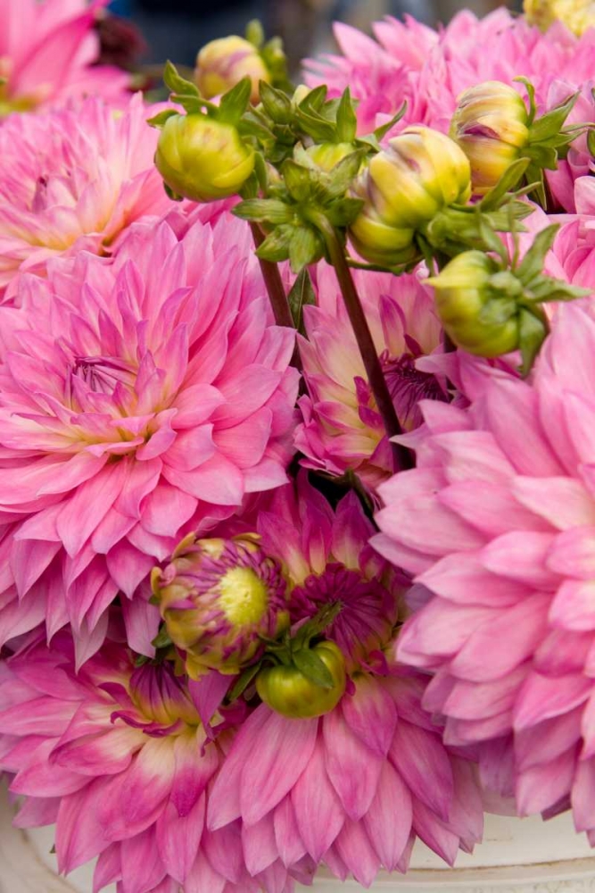 Wall Art Painting id:2288, Name: Pink Dalhia I, Artist: Love, Maureen