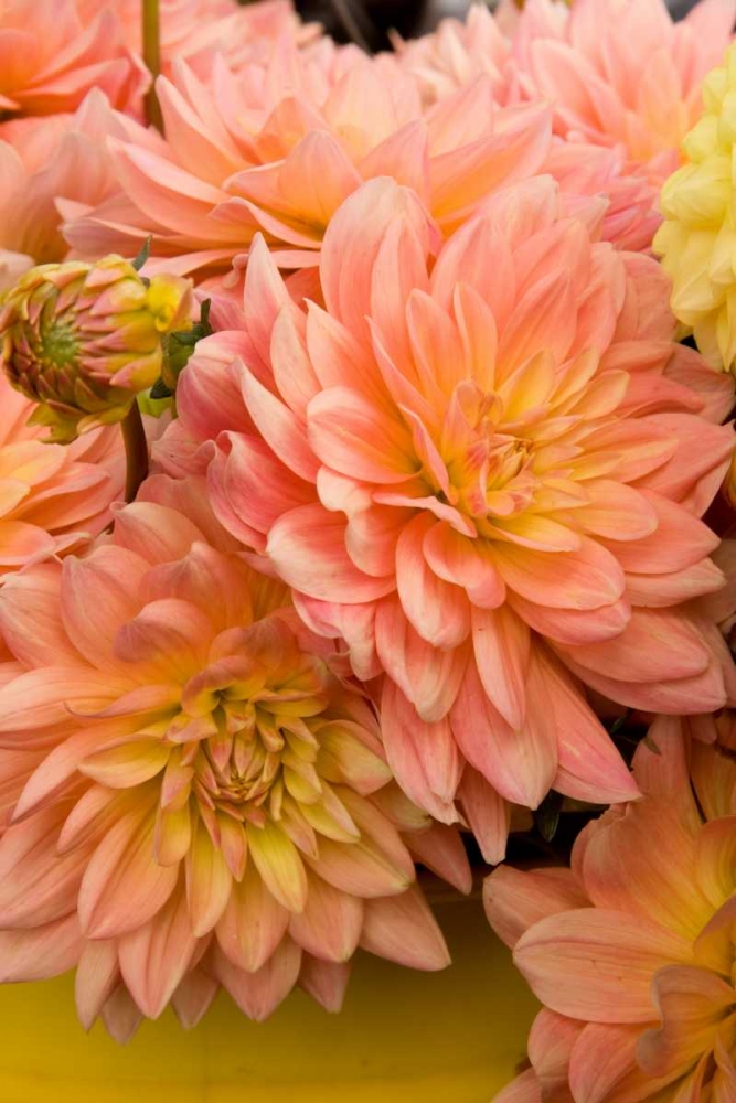 Wall Art Painting id:2289, Name: Peach Dalhia III, Artist: Love, Maureen