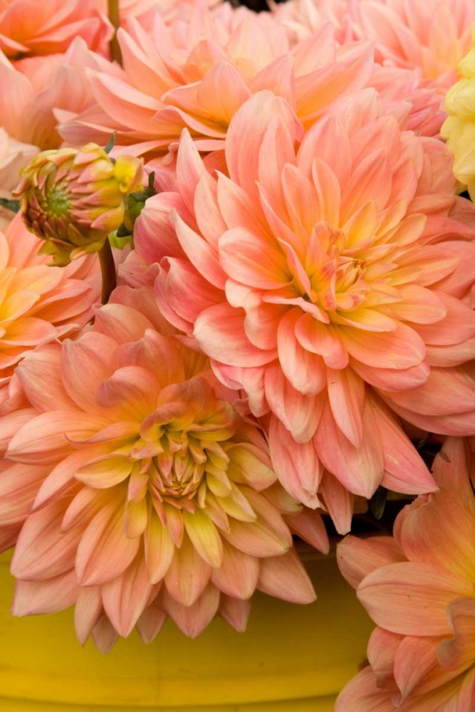 Wall Art Painting id:2290, Name: Peach Dalhia IV, Artist: Love, Maureen