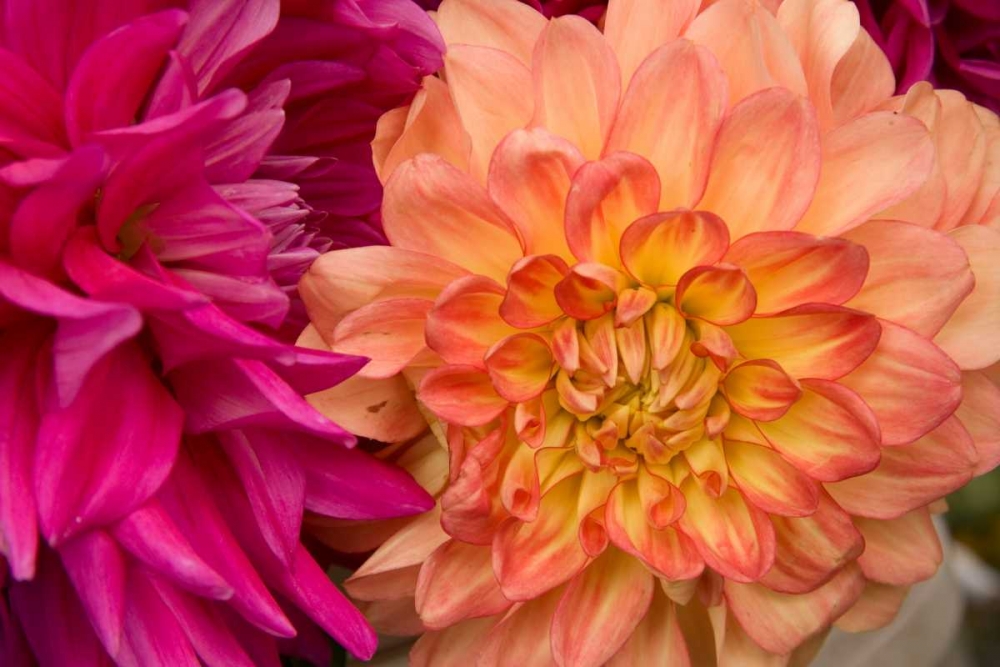 Wall Art Painting id:2291, Name: Fuschia Dalhia V, Artist: Love, Maureen