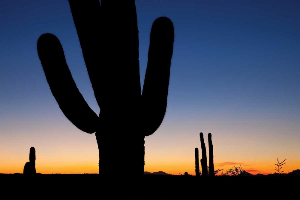 Art Print: Clear Saguaro Sunset I