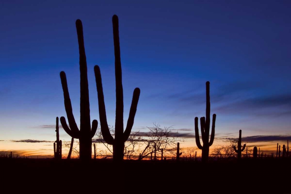 Art Print: Classic Saguaro Sunset II
