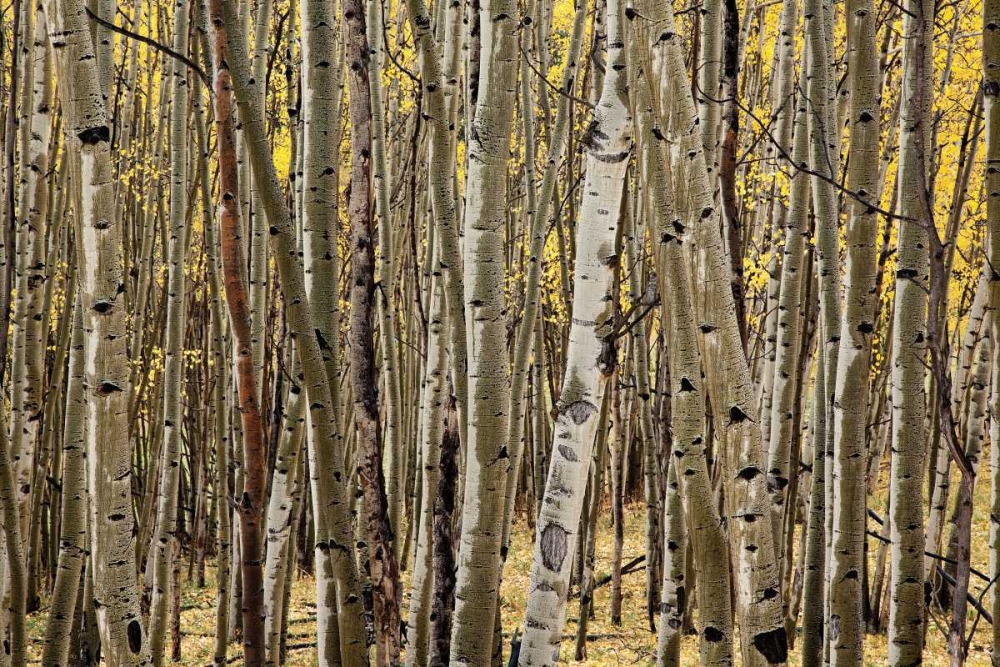 Art Print: Aspen Grove I