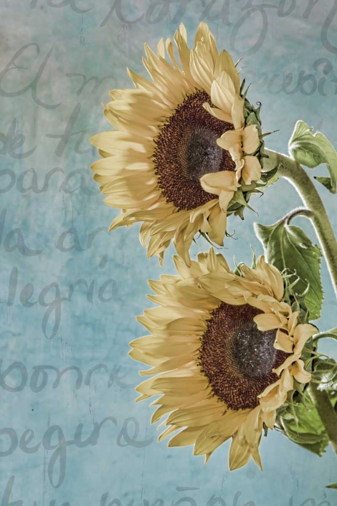 Wall art: Sunflowers II, by Mahan, Kathy