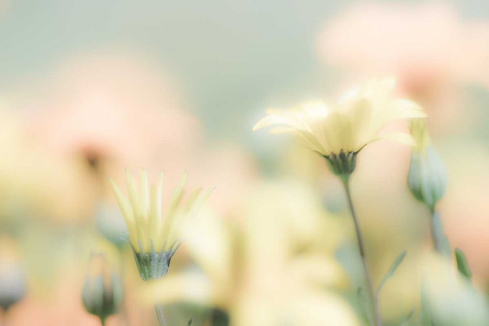 Wall Art Painting id:20179, Name: Desert Flowers I, Artist: Mahan, Kathy