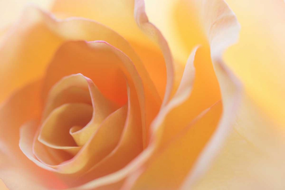 Wall Art Painting id:20182, Name: Yellow Roses II, Artist: Mahan, Kathy